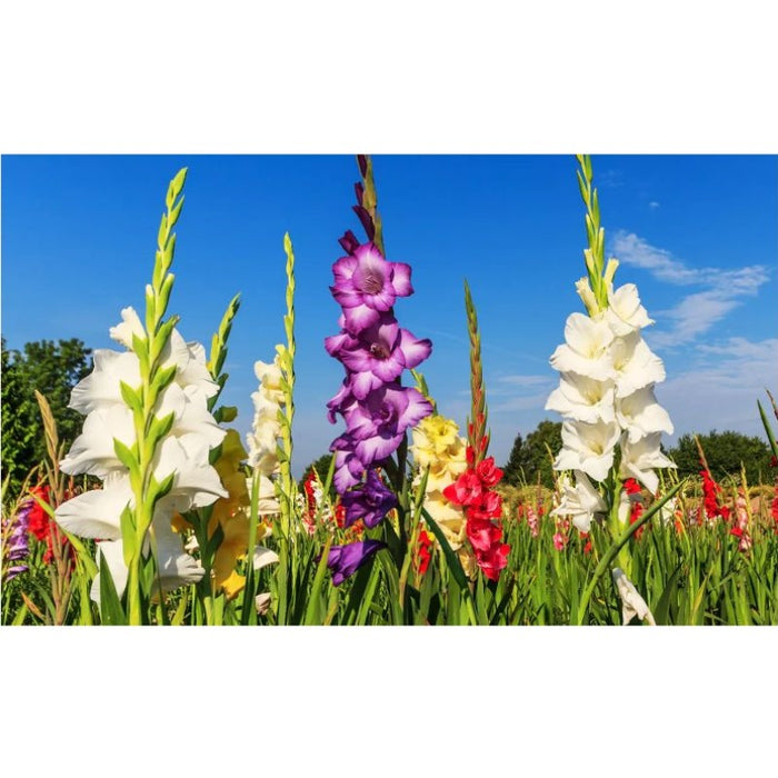 Giant Gladiolus Mixed Flower Bulbs - 40  80 or 200 Pack