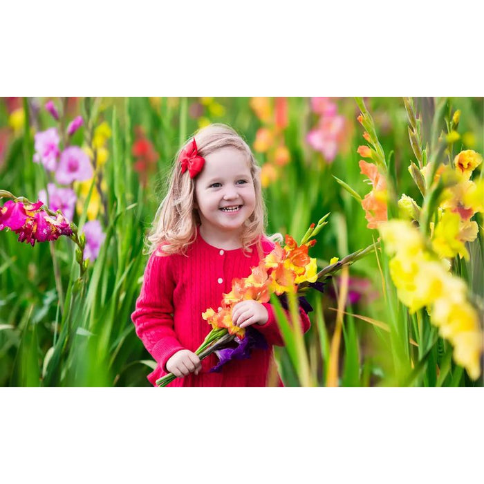 Giant Gladiolus Mixed Flower Bulbs - 40  80 or 200 Pack