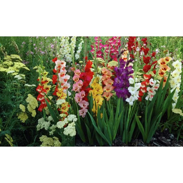 Giant Gladiolus Mixed Flower Bulbs - 40  80 or 200 Pack