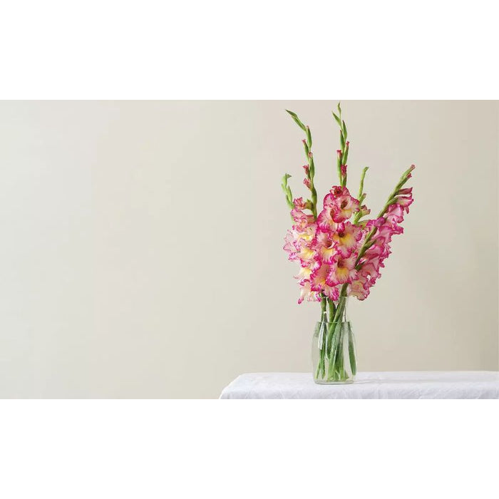 Giant Gladiolus Mixed Flower Bulbs - 40  80 or 200 Pack
