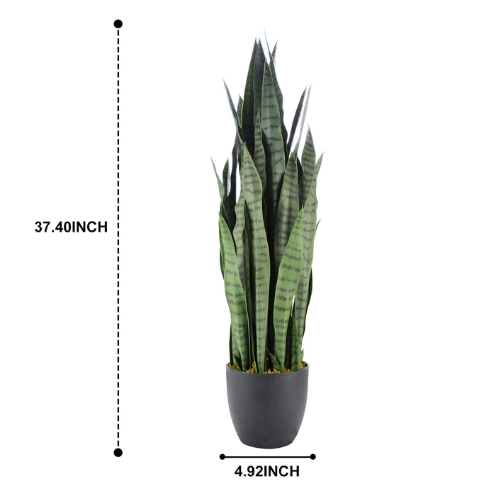 95cm Sansewieria trifasciata 40lvs with 7.7" black pot