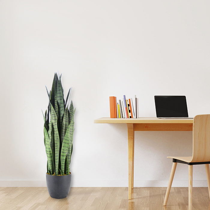 95cm Sansewieria trifasciata 40lvs with 7.7" black pot