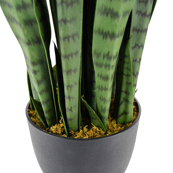 95cm Sansewieria trifasciata 40lvs with 7.7" black pot