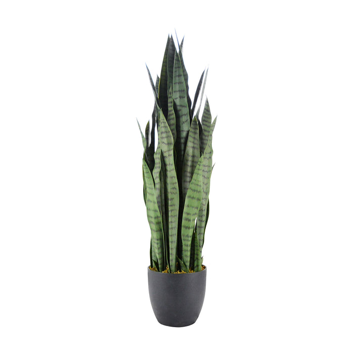 95cm Sansewieria trifasciata 40lvs with 7.7" black pot