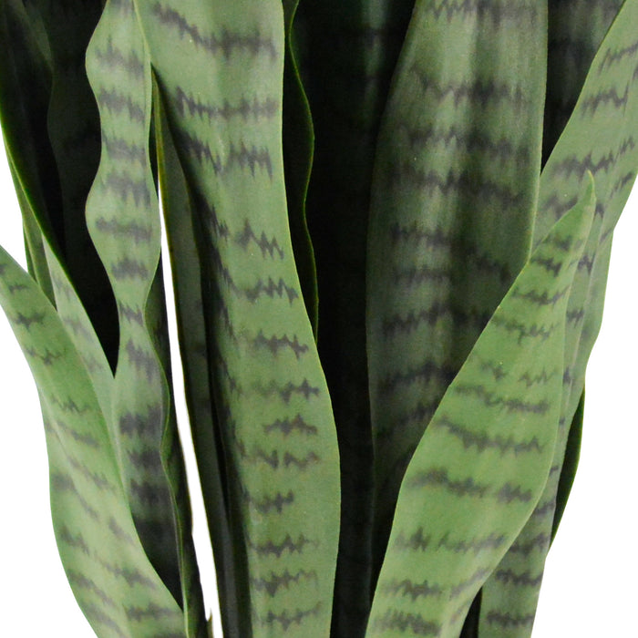 95cm Sansewieria trifasciata 40lvs with 7.7" black pot