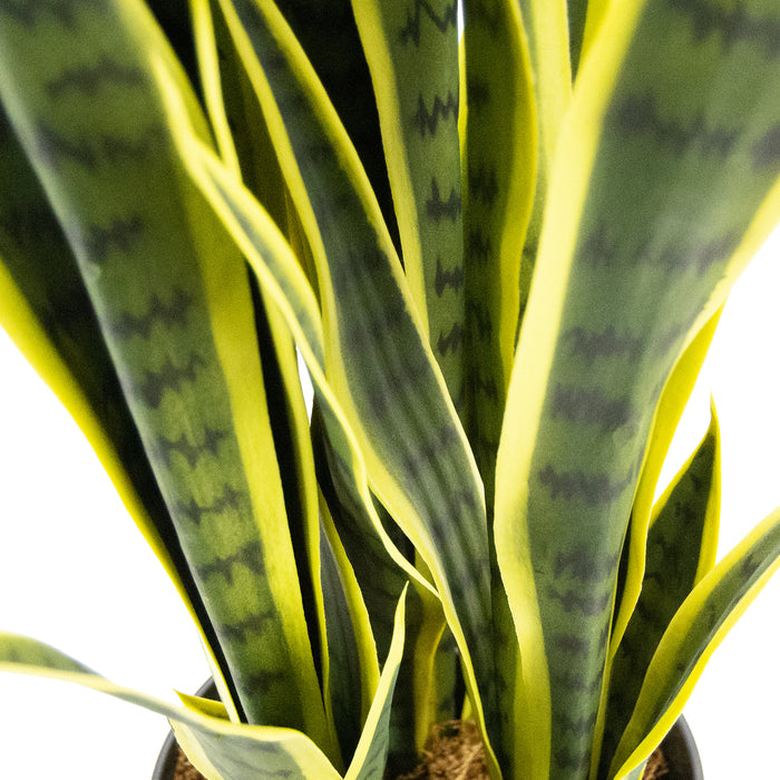85cm Sansewieria trifasciata 22lvs Fake Plants with 7" black pot